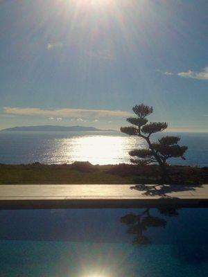 Black Japanese Pine in Rancho Palos Verdes