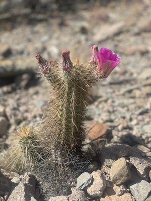 Spring in the desert