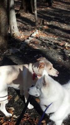 Biscuit and Keiko out on a trail walk.