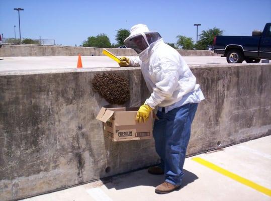 Guru Bee Removal