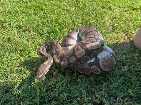 Stevie, 14 yr old ball python in our critter area