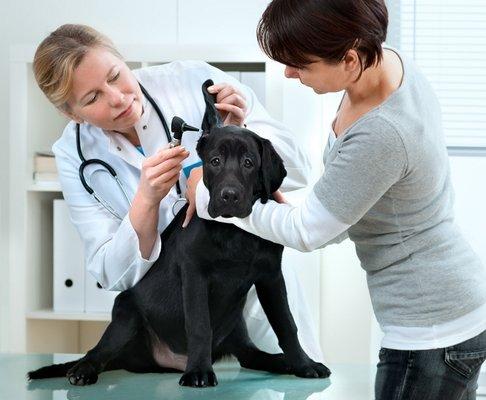 Medical Boarding in Chicago, IL