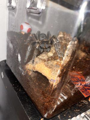 This is Stormi (Aphonopelma seemanni)