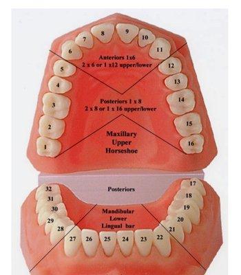 The numbers of teeth.