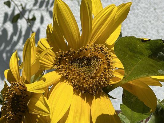 Sunflower love!