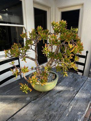 Hobbit Jade Succulent - Crassula Montruosa