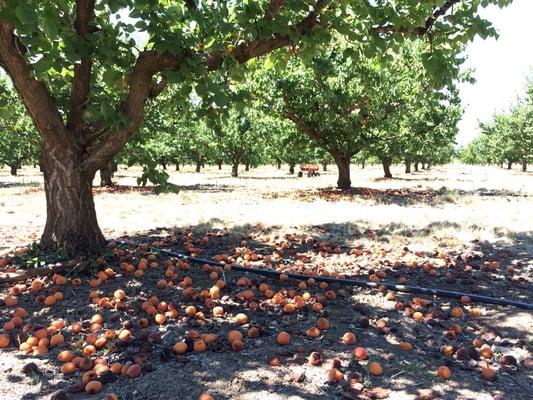 No fruit in trees. The only way we could've picked 5lbs is if we took it rotten off the ground.