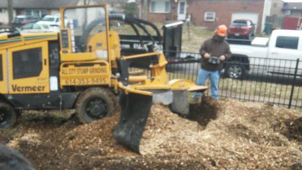 Grinding out a massive size stump. Stump and over all mound was 8 feet across !