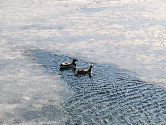 Ducks on the lake