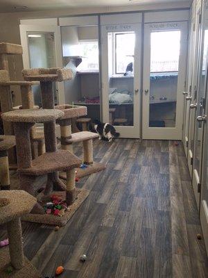 Calico's Cattery