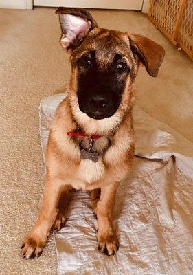 Dago at 4-months, awaiting the knee surgery he needed for both knees...