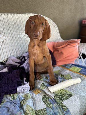 Scout the handsome Vizsla puppy.