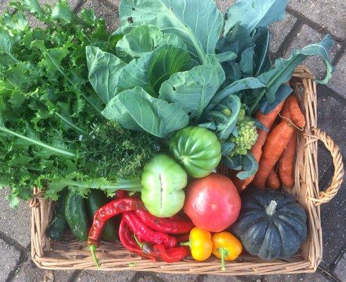 October CSA Share: Escarole, Brussels Greens, Romanesco Cauliflower, Carrots, Acorn Squash, Heirloom Tomatoes, Mixed Sweet Peppers, Cukes