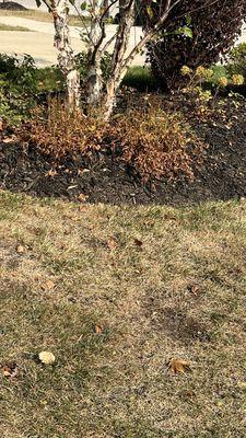 Burnt Shrubs from over spraying with weed control.