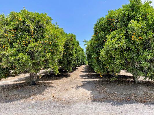 Orange & grapefruit orchards