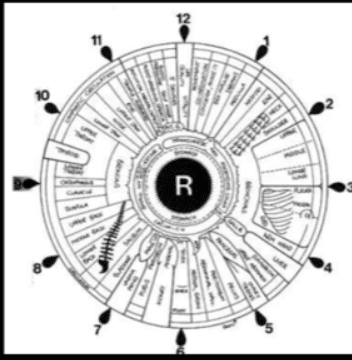 Iris template show different body organs