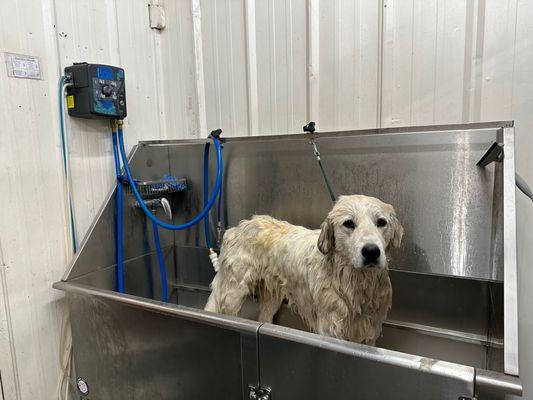 Our self service Dog Wash is huge and fits all sizes of dogs! We provide everything but the dirty dog! Call for an appointment!