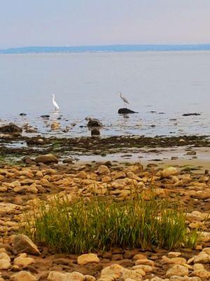 An Egret accompanied by a Grey Heron. Beauties! - (10/03/2021)