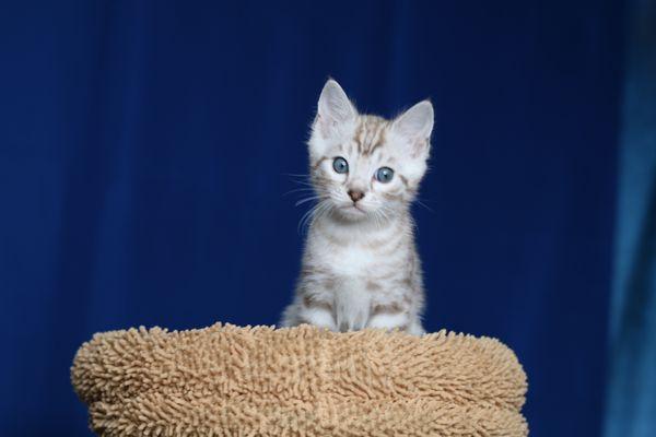 blue eyes bengal