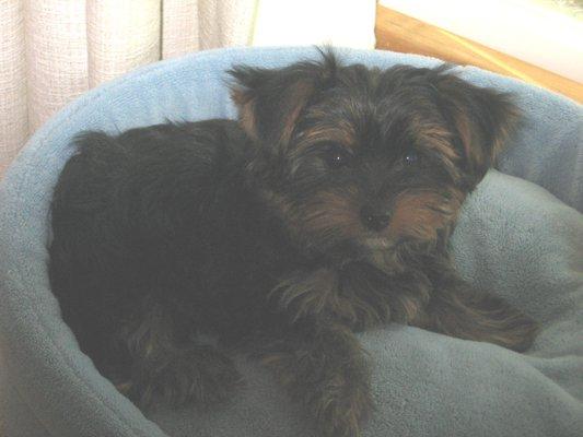 This is "Theodore Lyons" on the 1st day we brought him home. (almost 13 yrs ago. (we went over to Lyons Or. to pick him up).