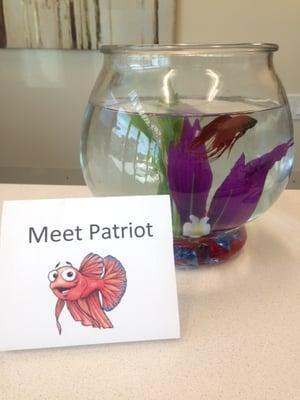 Say hi to our office pet, Patriot.