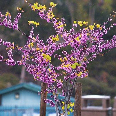 Western Redbud, flowering heavily in spring.