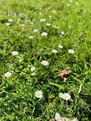 Lovely wildflowers all along the trail in March!