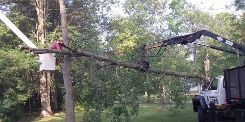 Tree Cutting