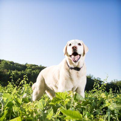 Labrador photo session in Wellesley