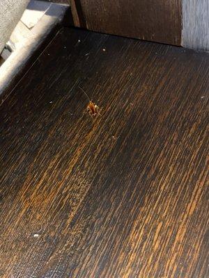 Roaches everywhere!