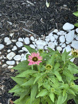 Coneflower from Cirians