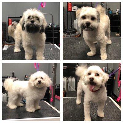 Puppingham Palace groomers offer dog grooming, pet grooming and dog nail trim