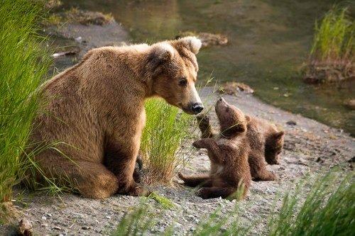 BEAR CUBS
 ~ JOHN SLONINA