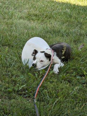 Stitch came home and laid down in the cool grass, I bet that felt good after her surgery. Thank you all so very much!