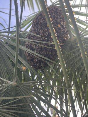 Bee swarm relocation from dmv small palm tree. Thousand Oaks, Ca  #SaveTheBees #HumaneBeeRemoval #BeeSwarm