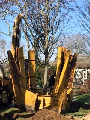 Tree Moving
Total Tree Care, Pruning, Cabling, Removals, Stump Grinding, Planting and Feeding