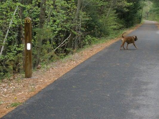 trail is close to woods in both sides