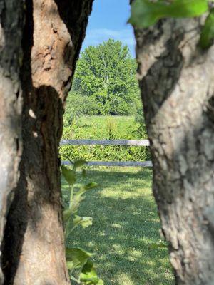 view from bowed tree in outdoor area