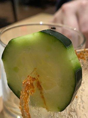 Cucumber gnats