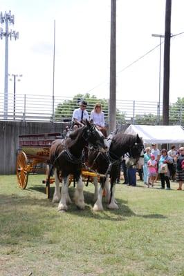 Clydesdales