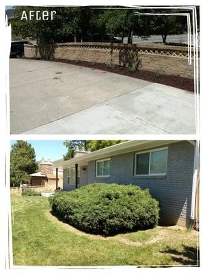 Removal of plants in driveway strip, mulch and plants, bush makeover