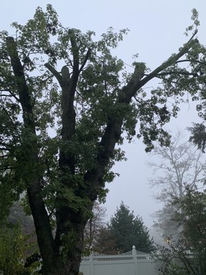 My 100 year old Oak tree - top dead branches removed.