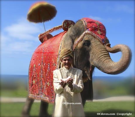 Elephant Wedding