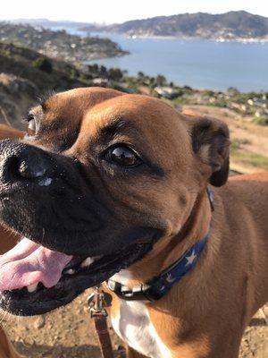 Lou in Tiburon open space