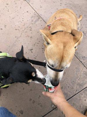 11/20/2020 - Pupaccino after their mani pedi.  Thanks Wendy & the other girl (didn't get her name). They're patient & kind to my pups!