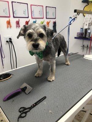 Dublin in for his first groom with his new adopted family!