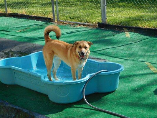 Dogs love to go swimming in our Bone pools