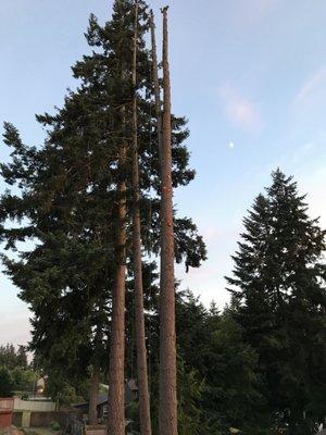 Three monster trees coming down.