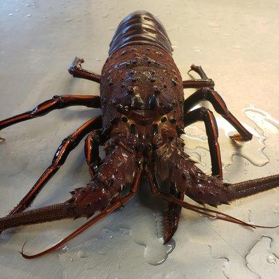 Live Spiny Lobster