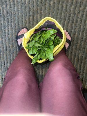 Fresh basil from Copley Square farmers market